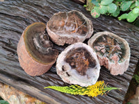 Polished On One Side Petrified Wood x 4 From Gokwe, Zimbabwe