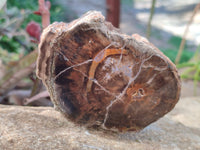Polished On One Side Petrified Wood x 4 From Gokwe, Zimbabwe