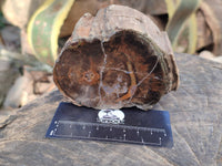 Polished On One Side Petrified Wood x 4 From Gokwe, Zimbabwe