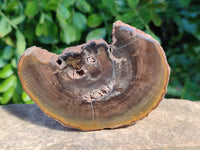 Polished On One Side Petrified Wood x 4 From Gokwe, Zimbabwe