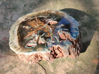 Polished On One Side Petrified Wood x 4 From Gokwe, Zimbabwe