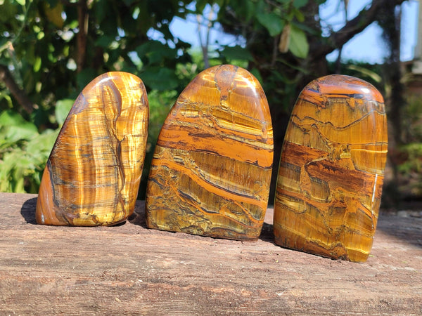 Polished Tigers Eye Standing Free Forms x 3 From South Africa