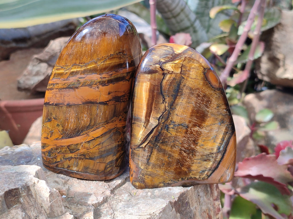 Polished Tigers Eye Standing Free Forms x 3 From South Africa - Toprock Gemstones and Minerals 