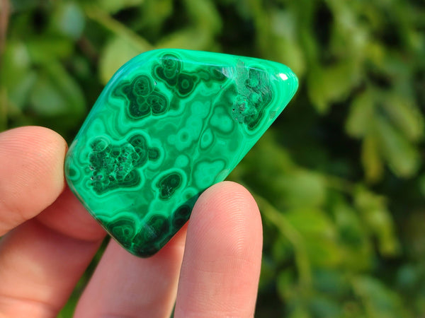 Polished Flower Banded Malachite Free Forms x 70 From Congo