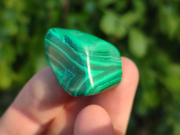 Polished Flower Banded Malachite Free Forms x 35 From Congo
