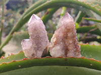Natural Amethyst Spirit Quartz Clusters x 12 From South Africa
