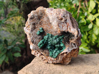 Natural Ball Malachite On Dolomite Matrix Specimen x 1 From Kambove, Congo