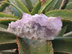 Natural Amethyst Spirit Quartz Clusters x 6 From South Africa - Toprock Gemstones and Minerals 