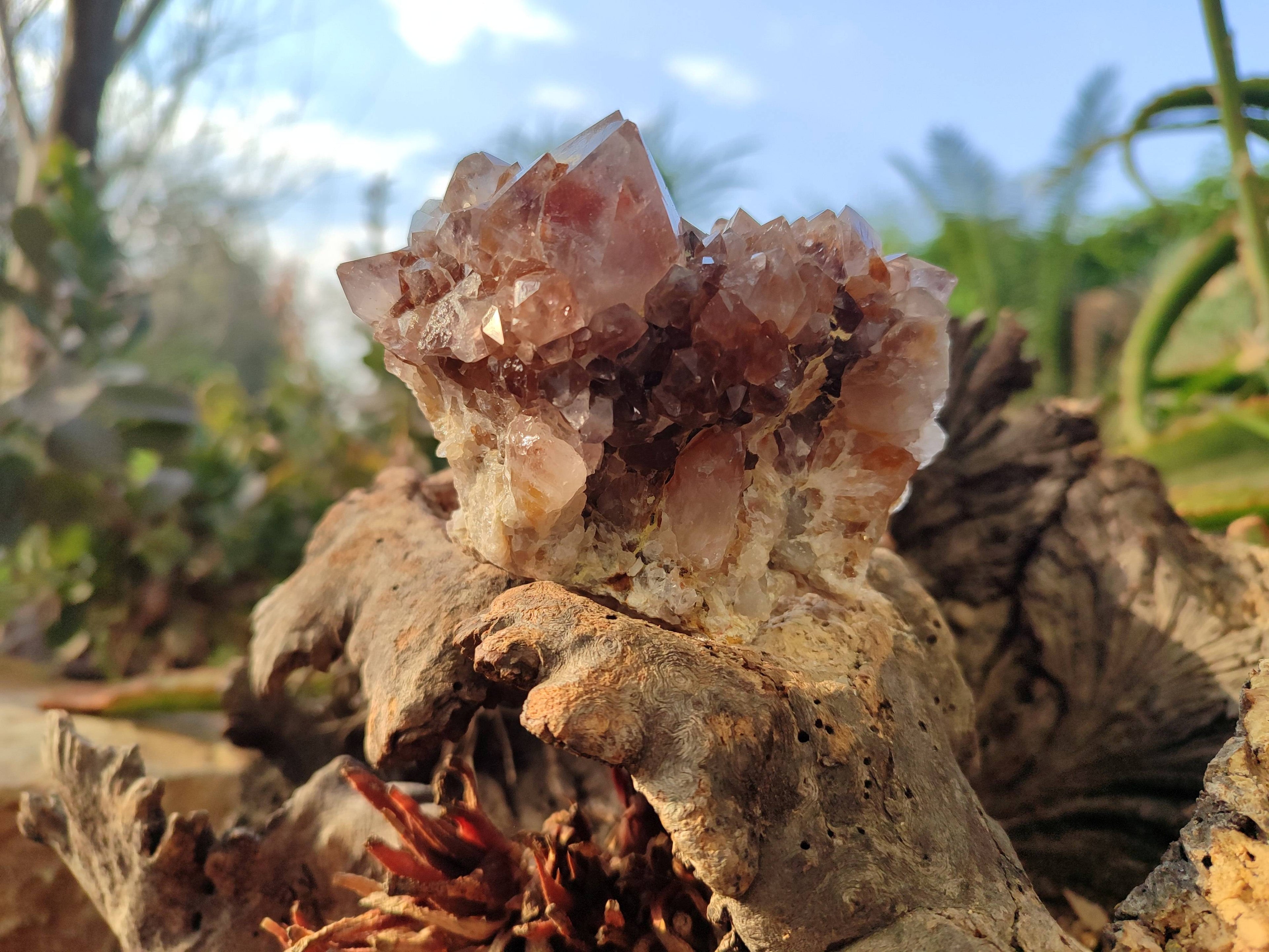 Natural Amethyst Spirit Quartz Clusters x 6 From South Africa - Toprock Gemstones and Minerals 
