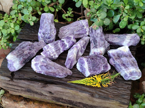 Natural Chevron Amethyst Specimens x 12 From Zambia