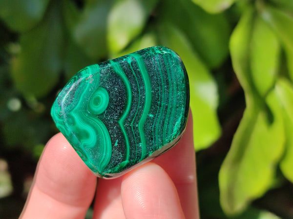 Polished Flower Banded Malachite Free Forms x 35 From Congo