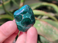 Polished Flower Banded Malachite Free Forms x 35 From Congo - Toprock Gemstones and Minerals 