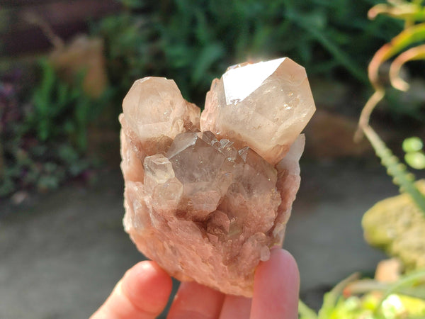 Natural Phantom Smokey Quartz Clusters x 6 From Luena, Congo