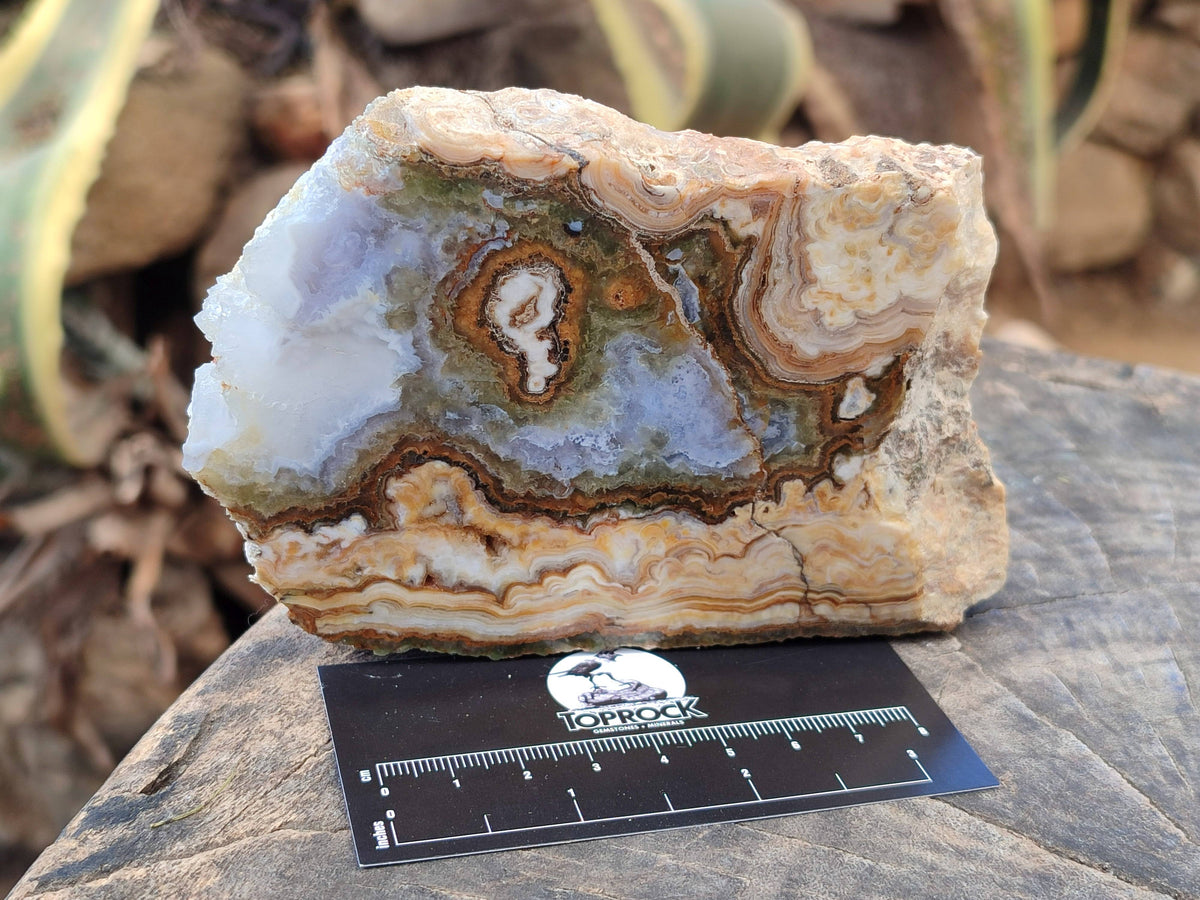 Polished On One Side 'Crazy' Blue Lace Agate x 3 From Namibia - Toprock Gemstones and Minerals 