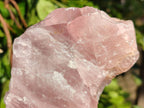 Natural Pink Rose Quartz Cobbed Specimens x 7 From North Cape, South Africa - Toprock Gemstones and Minerals 