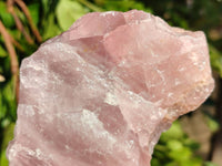 Natural Pink Rose Quartz Cobbed Specimens x 7 From North Cape, South Africa
