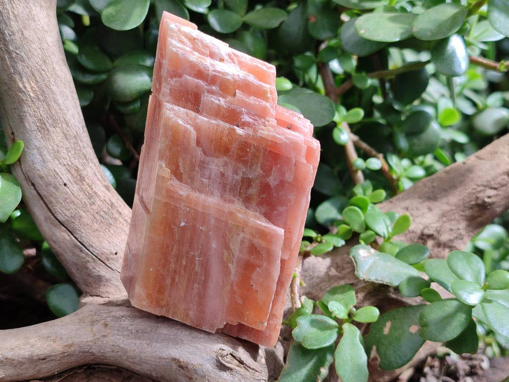 Natural Sunset Orange Calcite Specimens x 4 From Spitzkop, Namibia - Toprock Gemstones and Minerals 