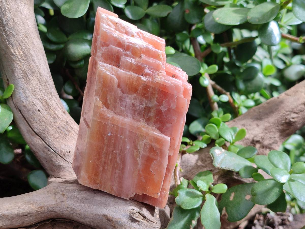 Natural Sunset Orange Calcite Specimens x 4 From Spitzkop, Namibia - Toprock Gemstones and Minerals 