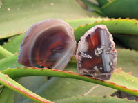 Polished On One Side Red Sashe River Agate Nodules x 24 From Zimbabwe