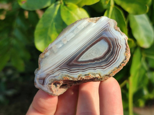 Polished On One Side Red Sashe River Agate Nodules x 24 From Zimbabwe