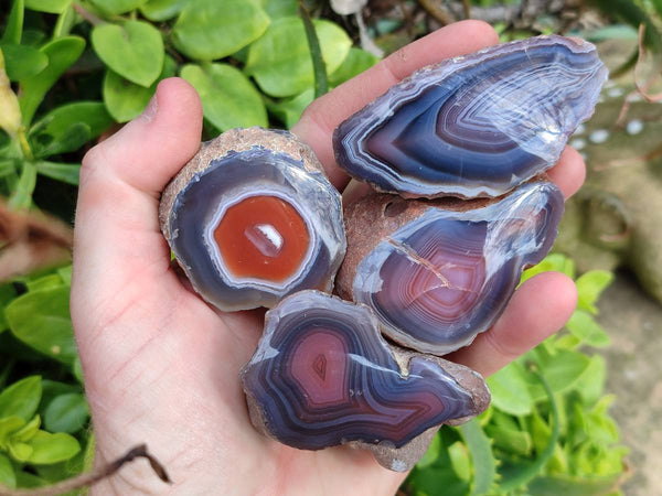 Polished On One Side Red Sashe River Agate Nodules x 24 From Zimbabwe