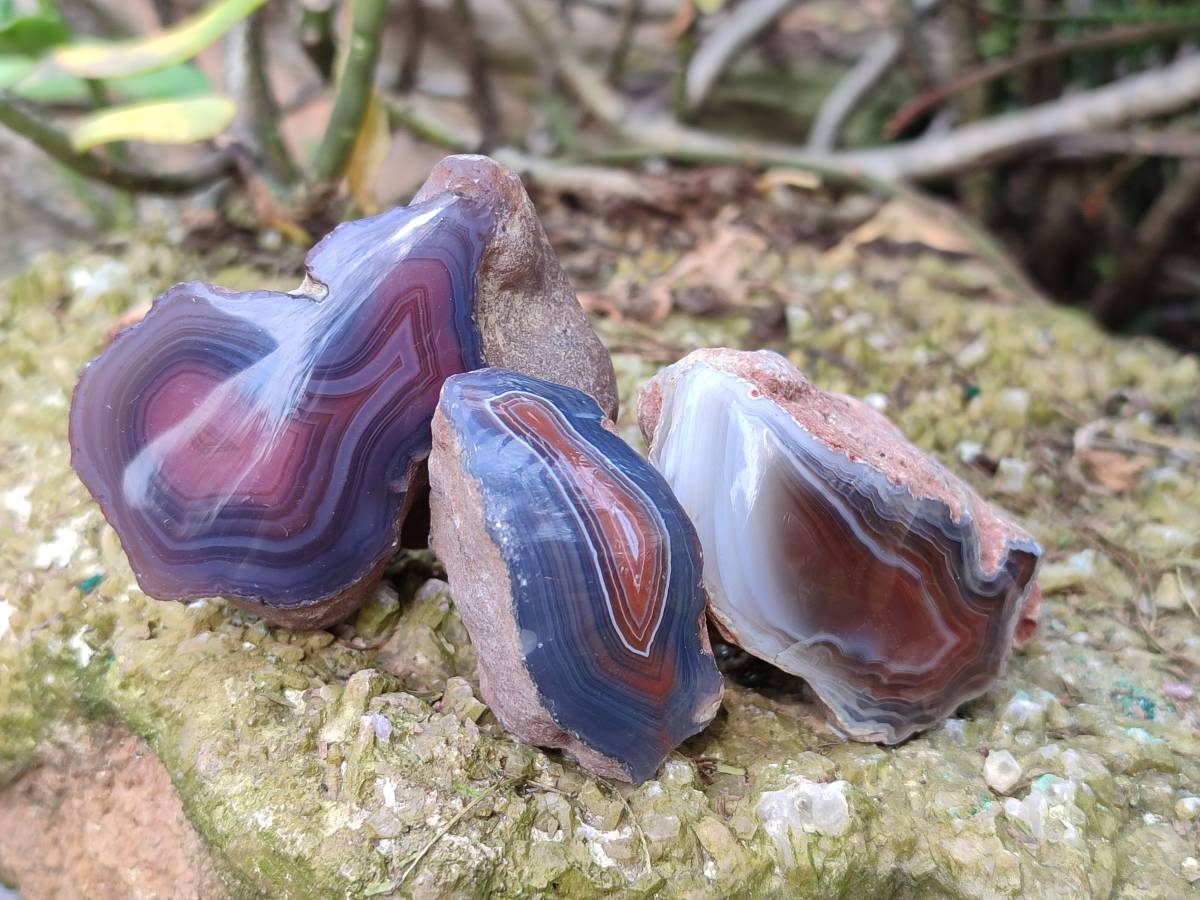 Polished On One Side Red Sashe River Agate Nodules x 24 From Zimbabwe - Toprock Gemstones and Minerals 