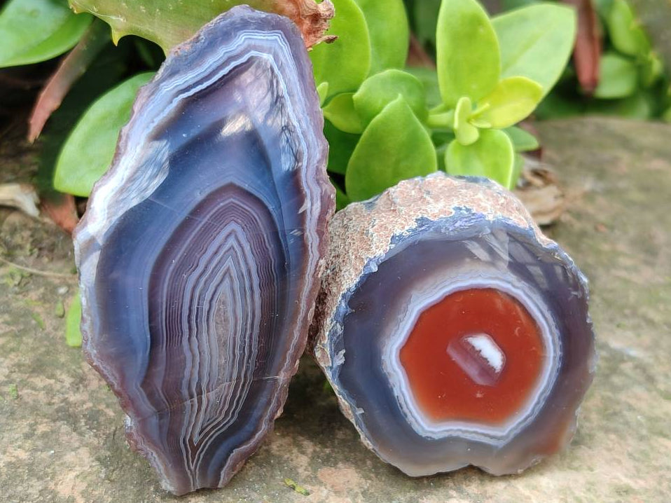 Polished On One Side Red Sashe River Agate Nodules x 24 From Zimbabwe - Toprock Gemstones and Minerals 