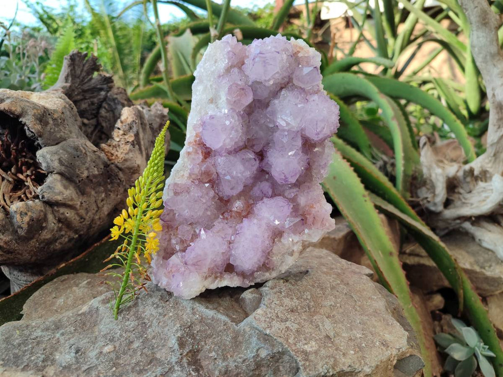 Natural Amethyst Spirit Quartz Cluster x 1 From South Africa - Toprock Gemstones and Minerals 