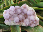 Natural Amethyst Spirit Quartz Cluster x 1 From South Africa - Toprock Gemstones and Minerals 