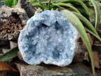 Natural Celestite Geode Specimen x 1 From Sakoany, Madagascar - Toprock Gemstones and Minerals 