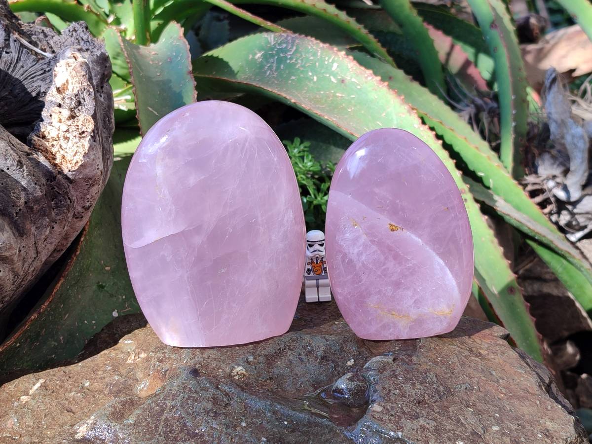 Polished Rose Quartz Standing Free Forms x 2 From Madagascar - Toprock Gemstones and Minerals 