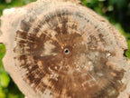 Polished On One Side Petrified Wood Branches x 4 From Gokwe, Zimbabwe - Toprock Gemstones and Minerals 