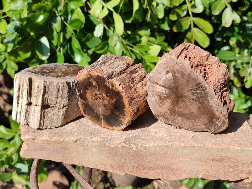 Polished On One Side Petrified Wood Branches x 4 From Gokwe, Zimbabwe - Toprock Gemstones and Minerals 