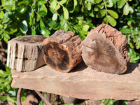 Polished On One Side Petrified Wood Branches x 4 From Gokwe, Zimbabwe - Toprock Gemstones and Minerals 