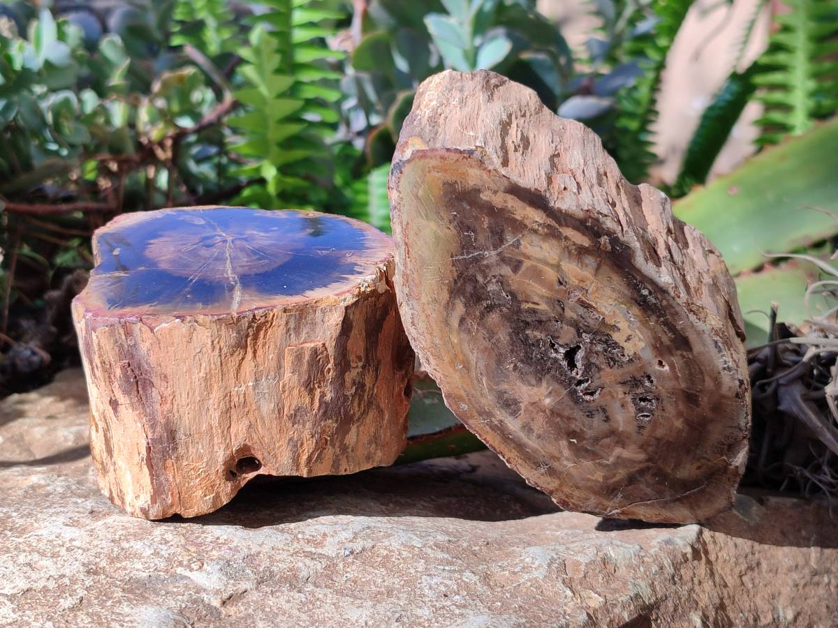 Polished On One Side Petrified Wood Branches x 4 From Gokwe, Zimbabwe - Toprock Gemstones and Minerals 