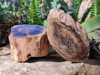 Polished On One Side Petrified Wood Branches x 4 From Gokwe, Zimbabwe - Toprock Gemstones and Minerals 