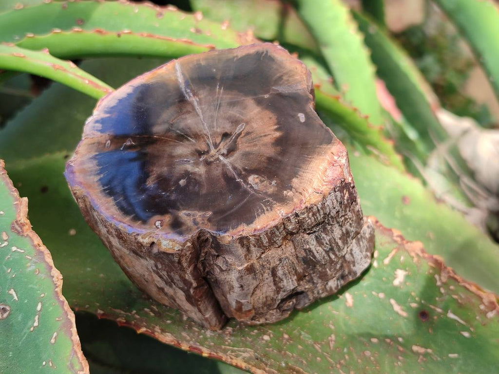 Polished On One Side Petrified Wood Branches x 4 From Gokwe, Zimbabwe - Toprock Gemstones and Minerals 