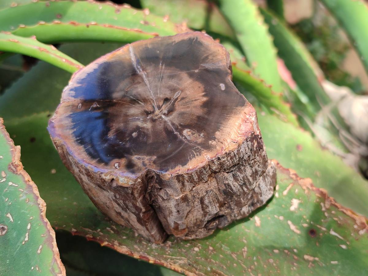 Polished On One Side Petrified Wood Branches x 4 From Gokwe, Zimbabwe - Toprock Gemstones and Minerals 