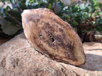 Polished On One Side Petrified Wood Branches x 4 From Gokwe, Zimbabwe - Toprock Gemstones and Minerals 