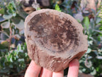 Polished On One Side Petrified Wood Branches x 4 From Gokwe, Zimbabwe - Toprock Gemstones and Minerals 