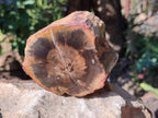 Polished On One Side Petrified Wood Branches x 4 From Gokwe, Zimbabwe - Toprock Gemstones and Minerals 