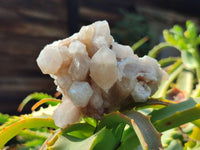 Natural Fairy Spirit Quartz Clusters x 6 From South Africa - Toprock Gemstones and Minerals 