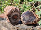 Polished On One Side Petrified Wood Branches x 3 From Gokwe, Zimbabwe - Toprock Gemstones and Minerals 