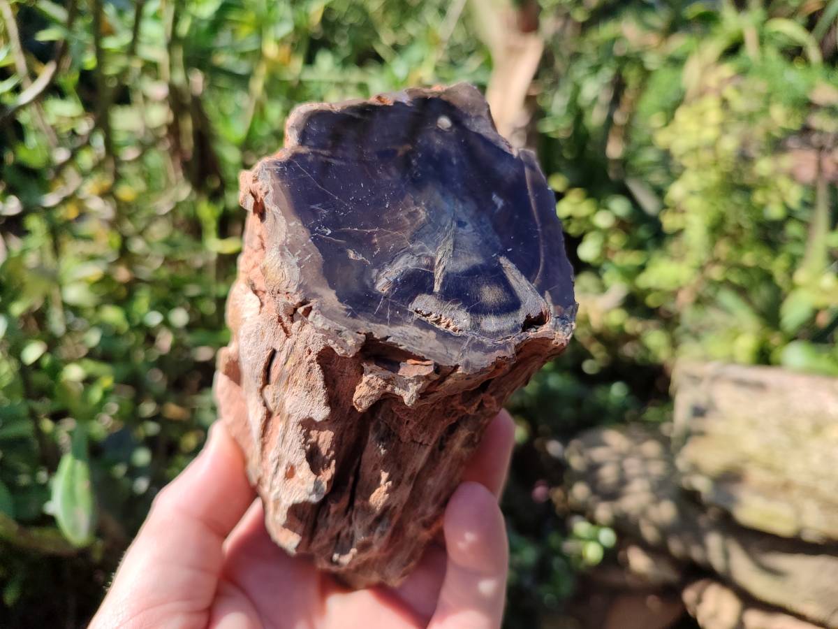 Polished On One Side Petrified Wood Branches x 3 From Gokwe, Zimbabwe - Toprock Gemstones and Minerals 