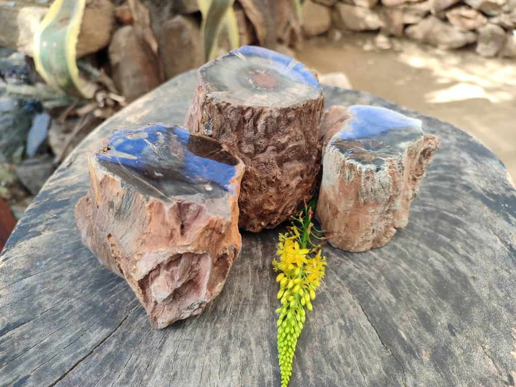 Polished On One Side Petrified Wood Branches x 3 From Gokwe, Zimbabwe - Toprock Gemstones and Minerals 