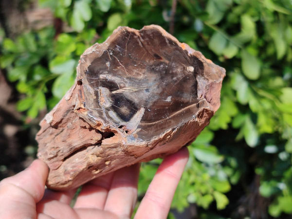 Polished On One Side Petrified Wood Branches x 3 From Gokwe, Zimbabwe