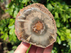 Polished On One Side Petrified Wood Branches x 3 From Gokwe, Zimbabwe - Toprock Gemstones and Minerals 