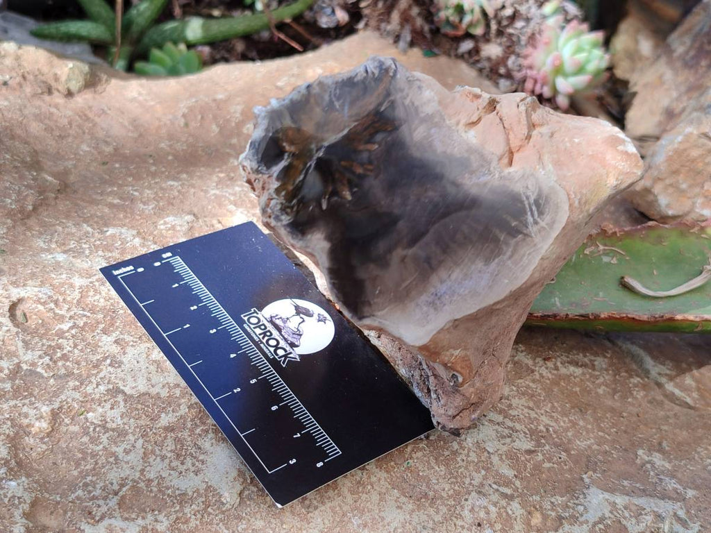 Polished On One Side Petrified Wood Branches x 3 From Gokwe, Zimbabwe - Toprock Gemstones and Minerals 