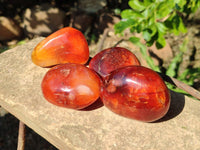 Polished Carnelian Agate Palm Stones x 14 From Madagascar