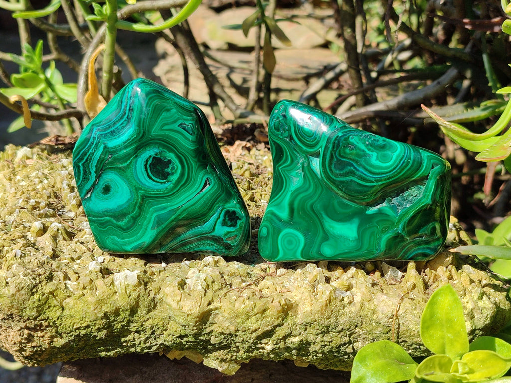 Polished Flower Banded Malachite Free Forms x 6 From Congo - Toprock Gemstones and Minerals 